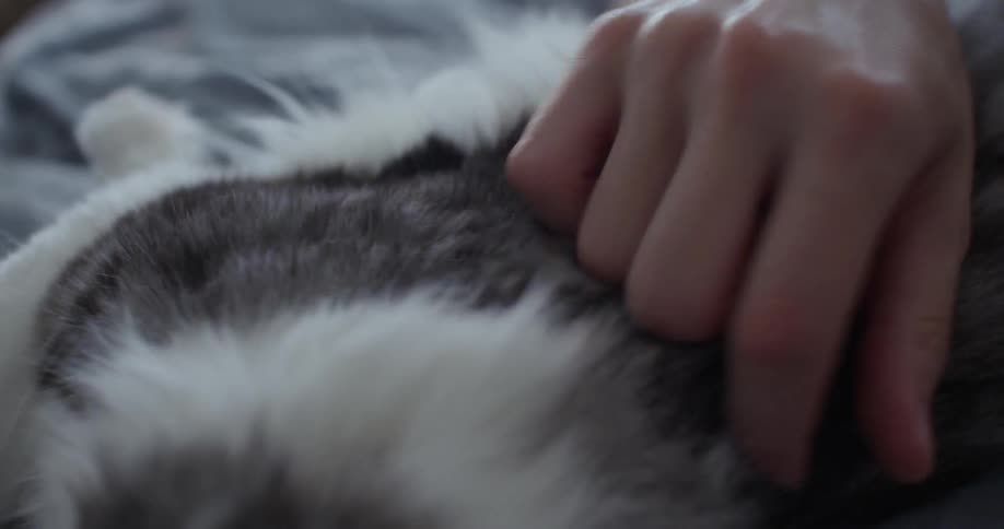 A hand pets black and white fur