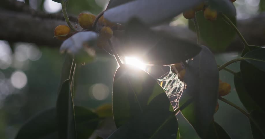 A plant with leaves and fruit with the sky and clouds in the background