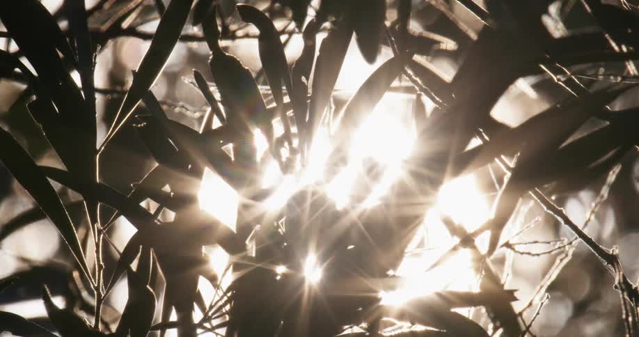 The sun shining down on plant leaves
