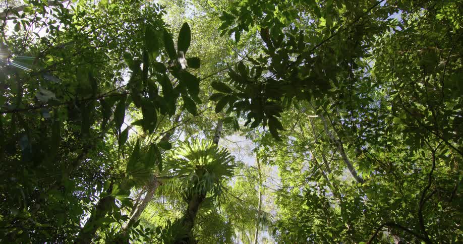 Sunlight shines through the foliage of a woodland on a clear day