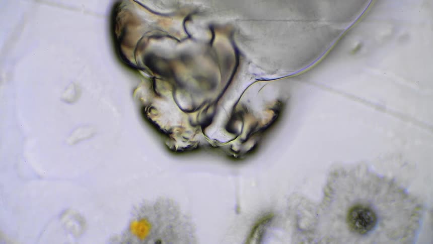 Extreme close up of microscopic organisms moving over a white surface