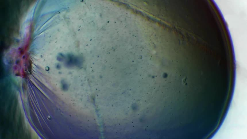 A transparent sac is filled with a viscous fluid that is swirling around inside of it