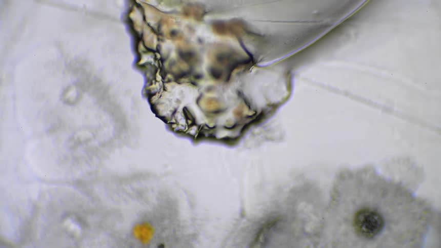 Mold spreads and grows outward under a liquid under a microscope