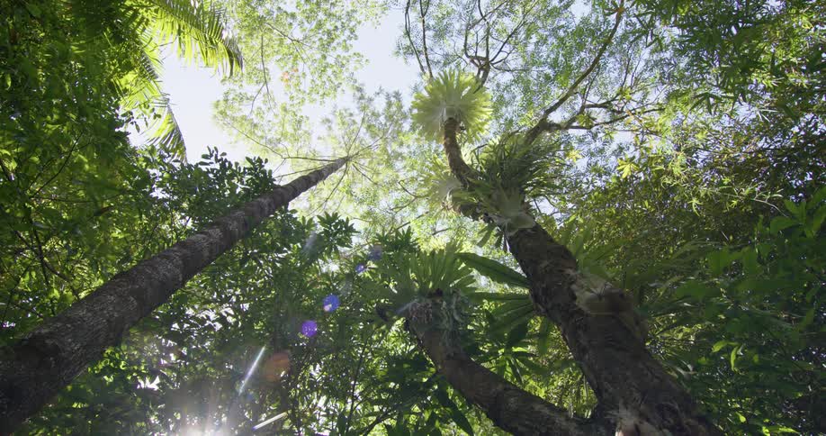Sunlight filtering through the green canopy of tall palm trees in a tropical forest