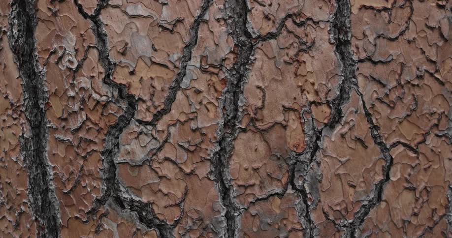 Brown and gray textured tree bark
