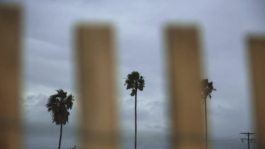 Palm trees are moving from the wind