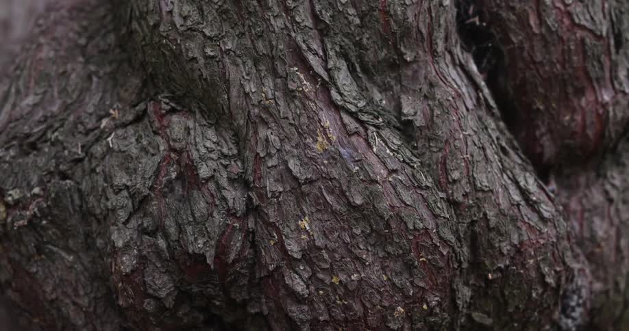 Close up of the rugged surface of bark on a tree trunk