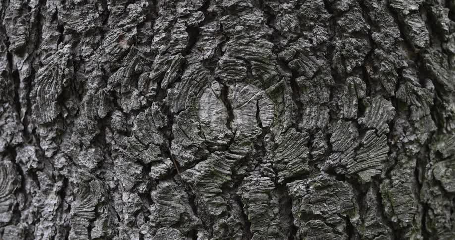 Close up of the gray rugged surface of bark on a tree trunk