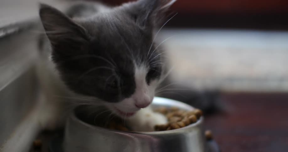 Kitten eating food from a bowl with one paw inside it