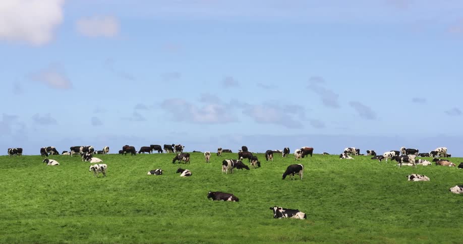 Black and white cattle graze on grass on hill under slightly cloudy blue sky