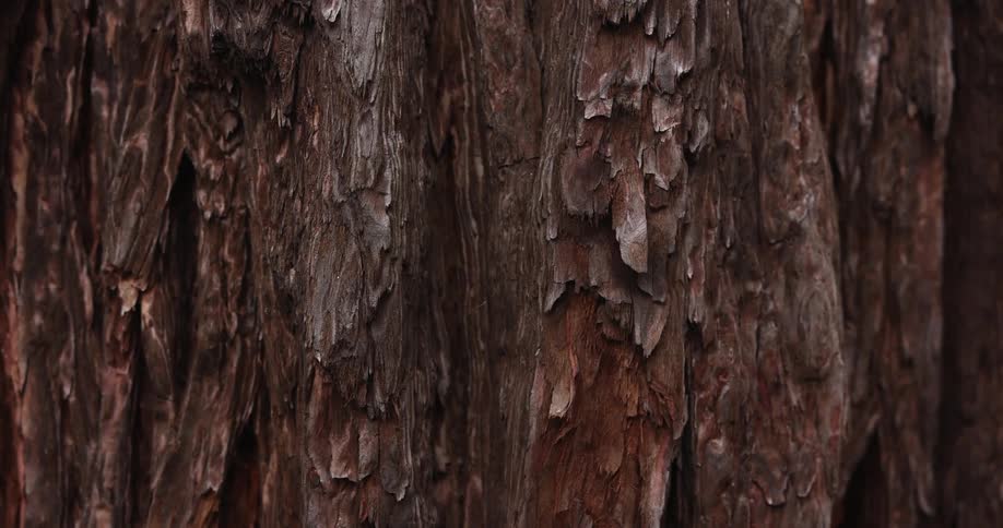Close up of the brown rugged surface of bark on a tree trunk