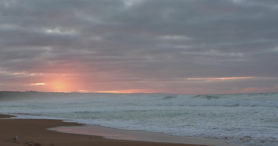 Red glow sits on horizon as waves crash on beach near standing bird