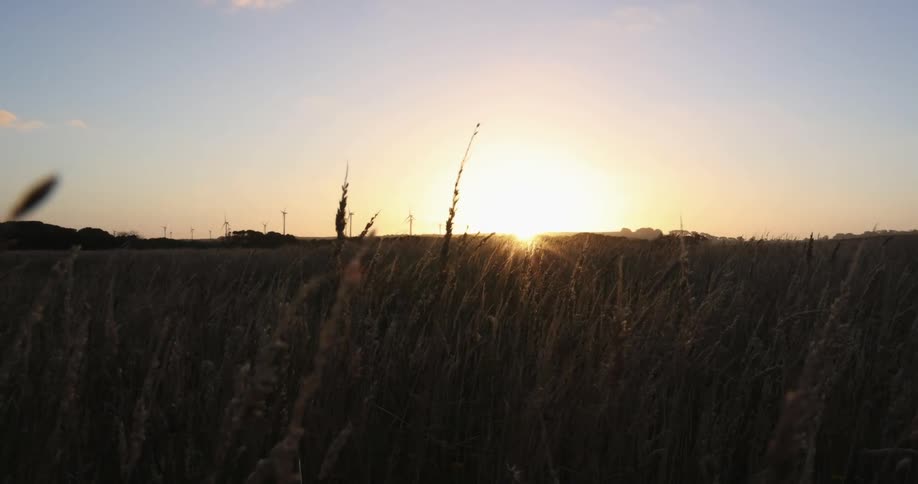 A landscape with grass a sunset the sky and clouds in the background
