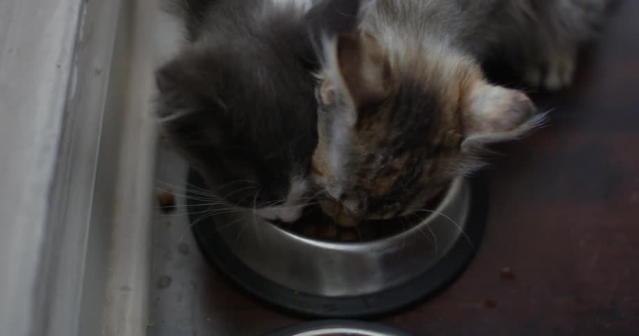 Two kittens eat from the same bowl