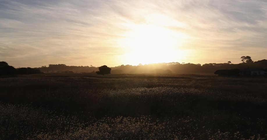 Sun setting on a golden sky over a field of wildflowers