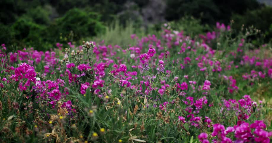 Field full of magenta colored flowers