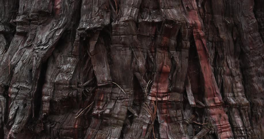 Close up of the brown and red rugged surface of bark on a tree trunk