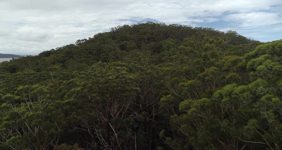 The mountain is covered with a dense forest
