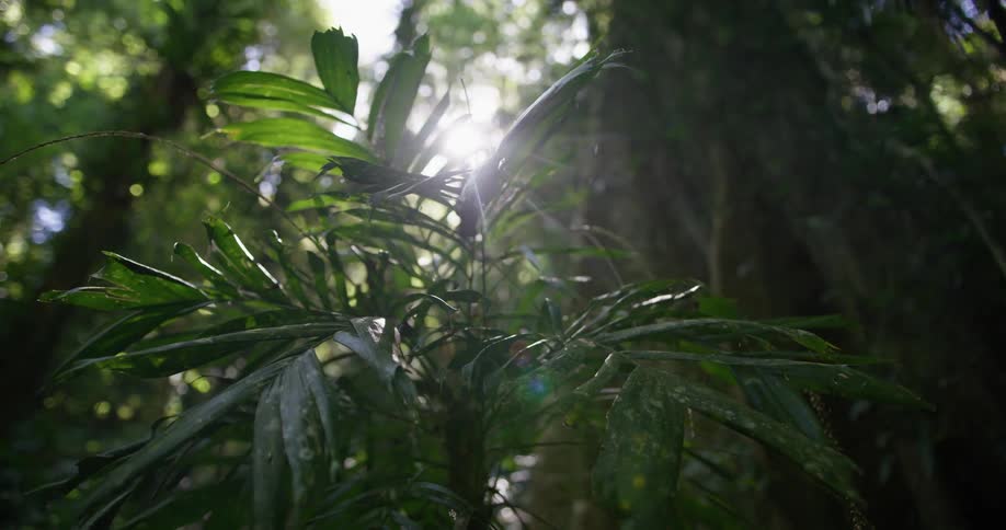 The forest is lush and full of green