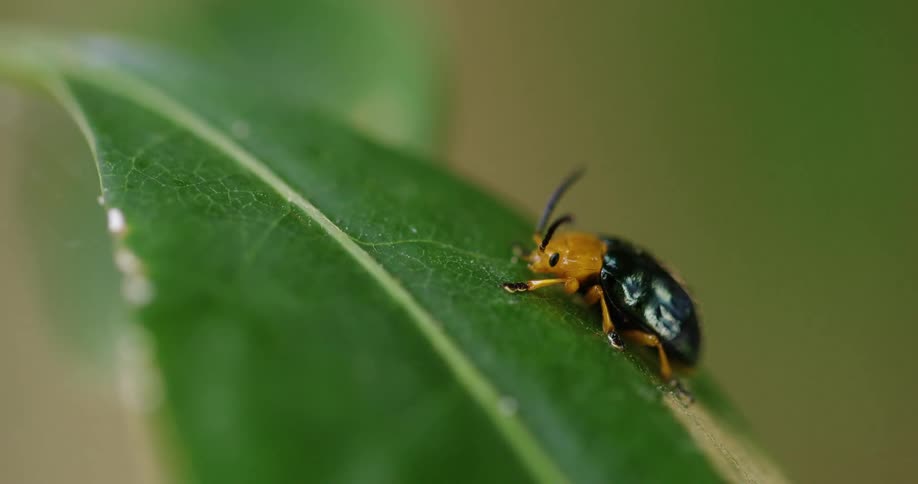 An orange and black bug sitting on a green leaf