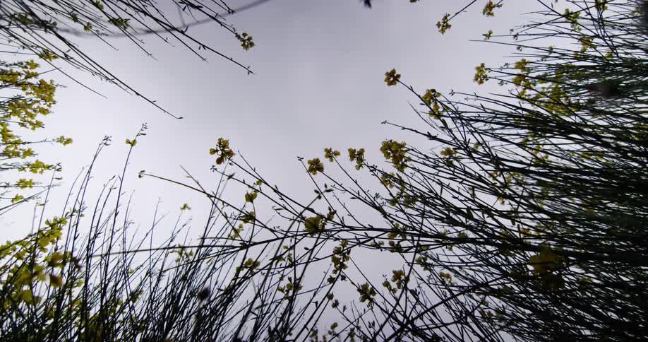 Looking up at a cloudy sky through some tall plants