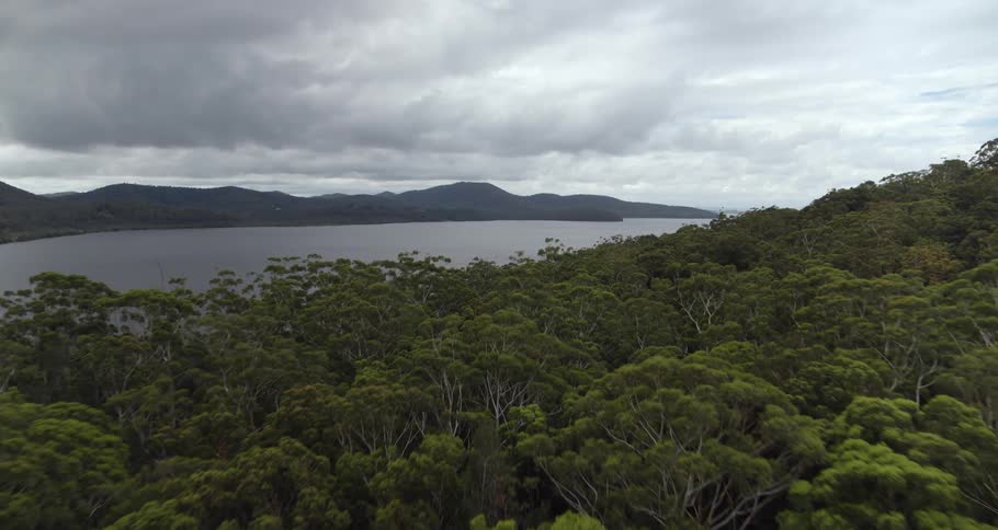 Aerial view of trees in a forest is displayed