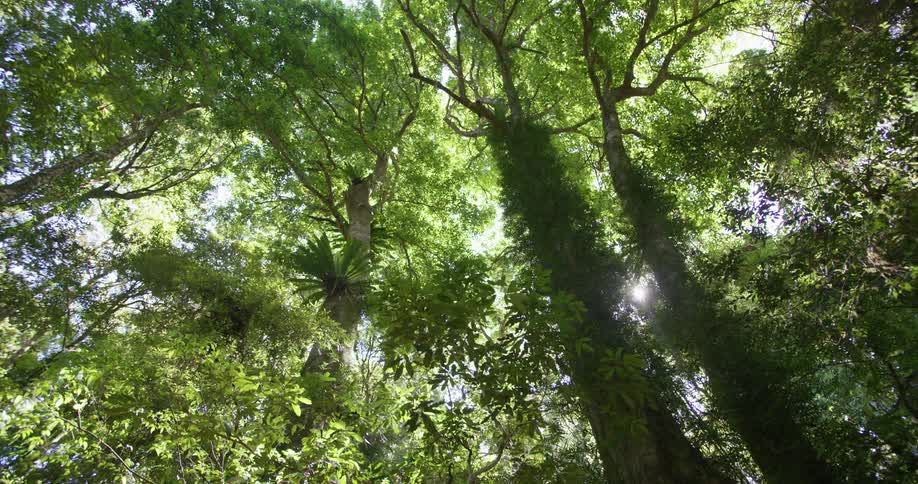 A forest with trees and leaves with the sky and clouds in the background