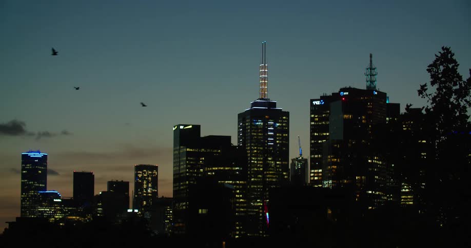 A flock of birds fly over a city skyline at night