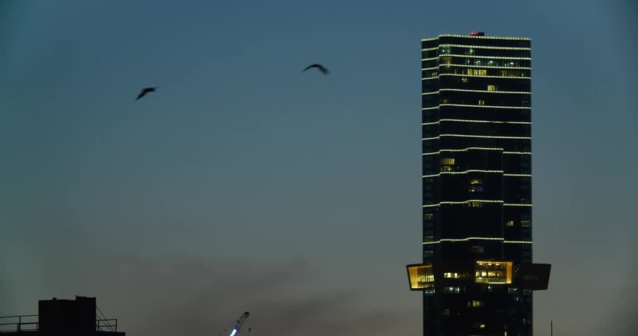 Birds flying in front of the silhouette of a tall skyscraper with colorful lights at evening