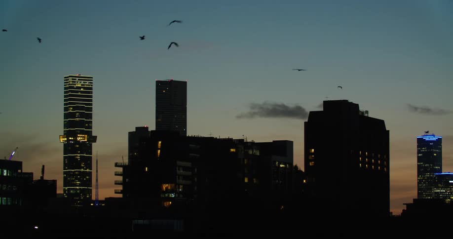 A flock of large birds flies over city skyscrapers at night
