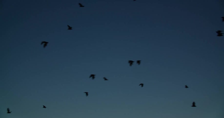 Silhouettes of birds flying with the sky and clouds in the background