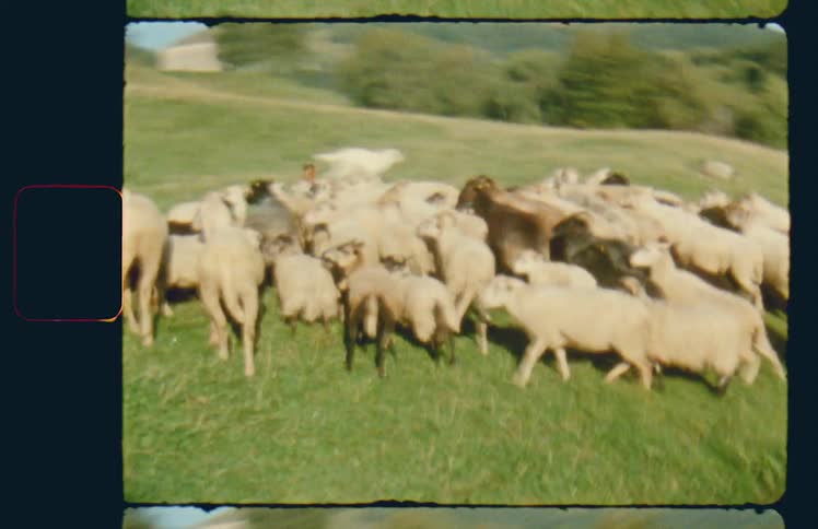Woman running after goats in a field in the country