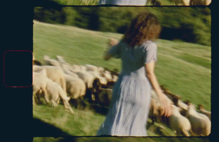 A woman playfully chasing a herd of sheep around a hilly pasture
