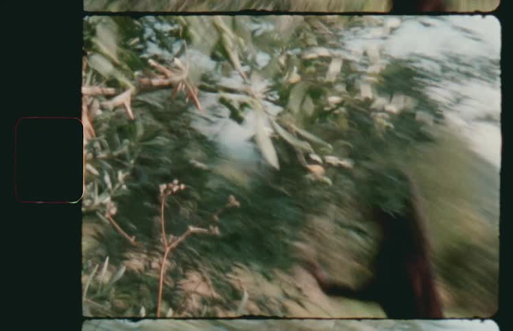 A woman runs through trees looking back as she is chased