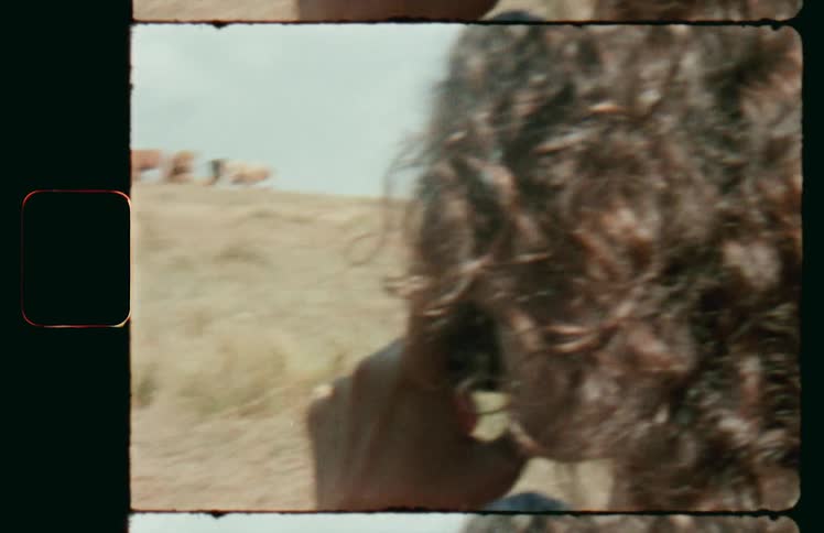 The animals sit in the meadow