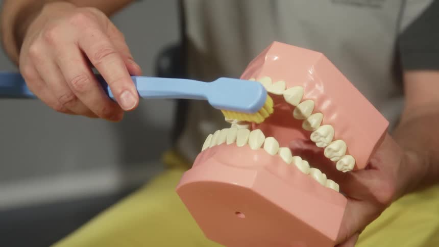 A person in a room sitting on a chair using a model teeth and toothbrush
