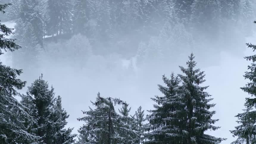 Snow falls out of sky to dust conifer trees in forest