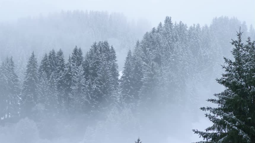 Pine tree forest covered in snow in the haze of a winter day