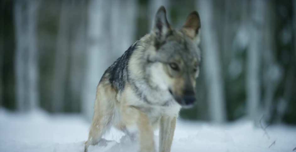 A wolf creeping through the snow in the wilderness