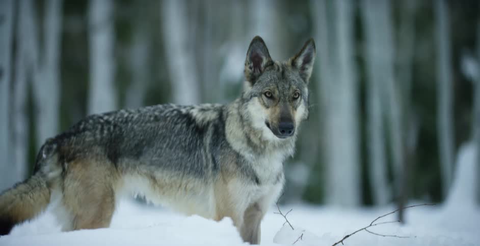 A wolf standing in the snow in the wilderness