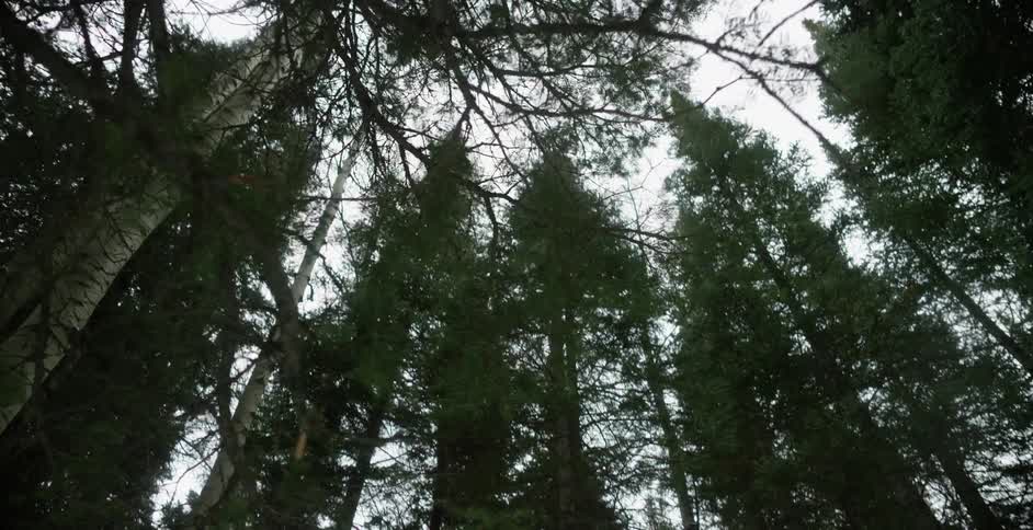 Snow covers ground under tall pine trees that contrast with pale sky