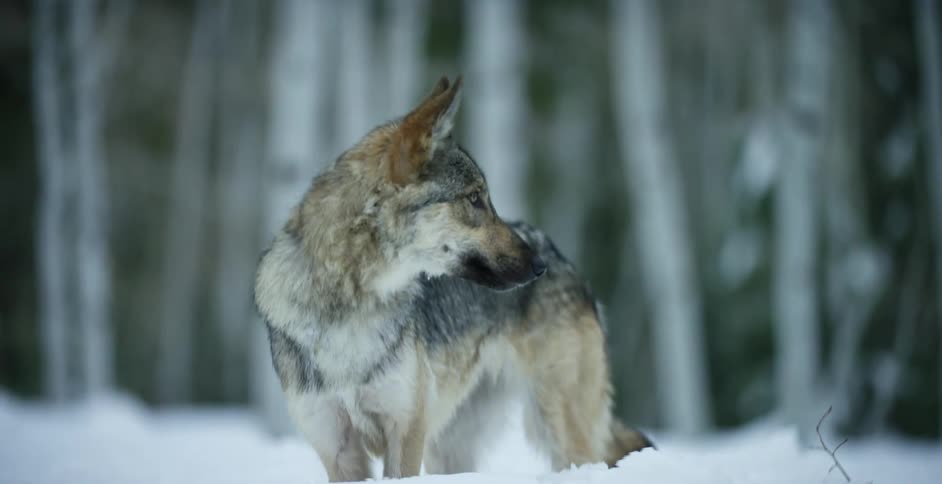 Dog standing on the white snow next to a forest in winter