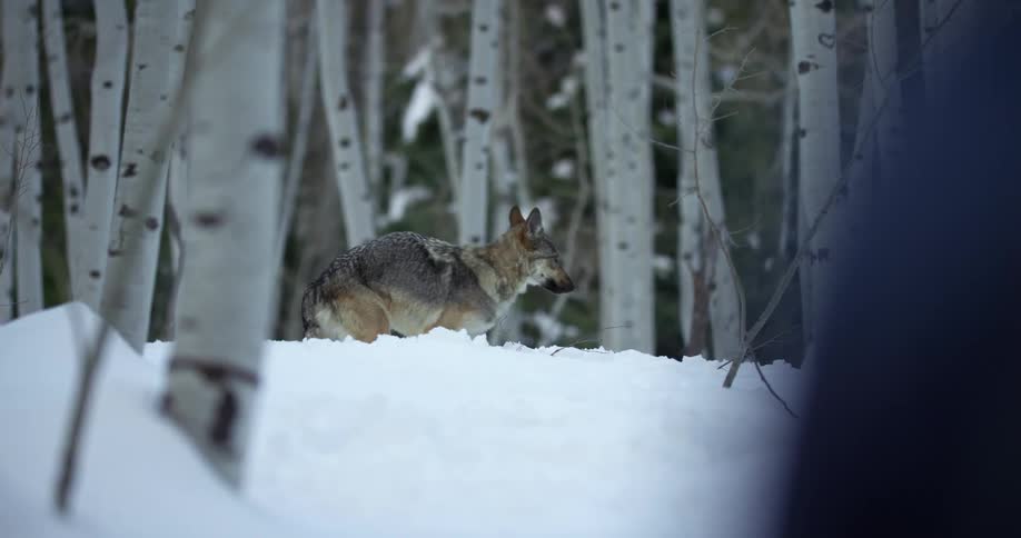 Wolf pauses to look around in snowy forest before running