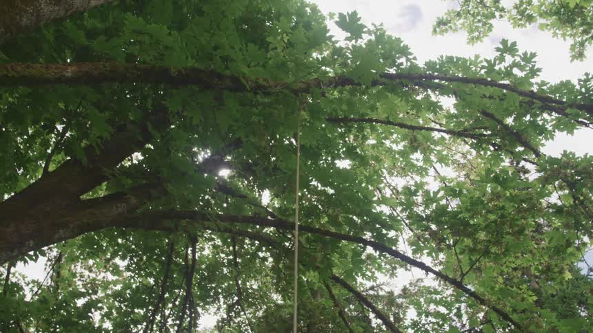 A view up through some trees