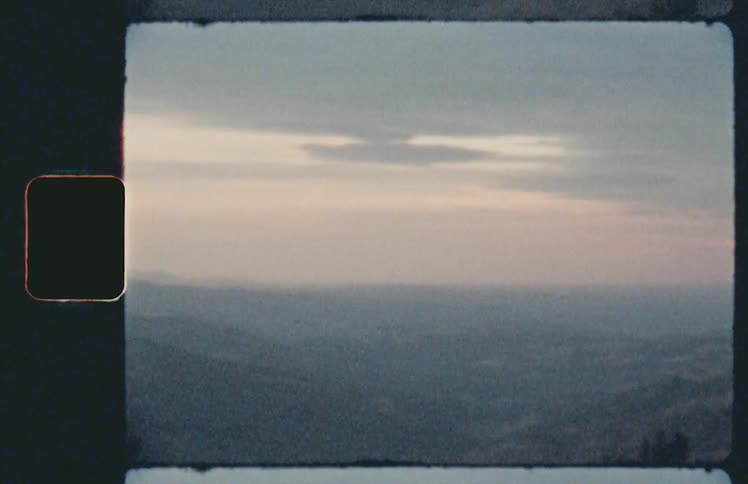 A bush grows outdoors while a mountain valley stretches into the distance behind it