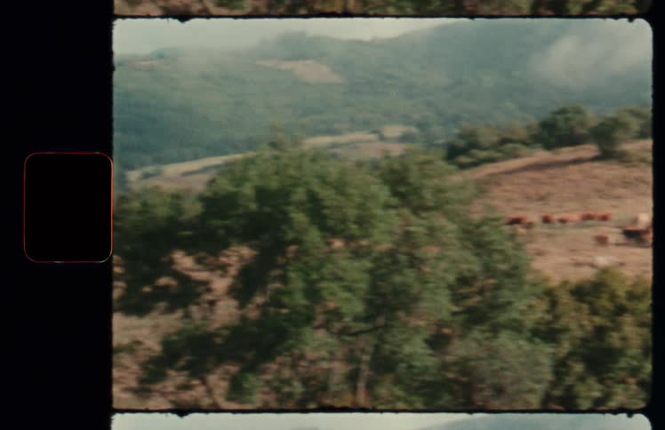 A herd of cattle in a field