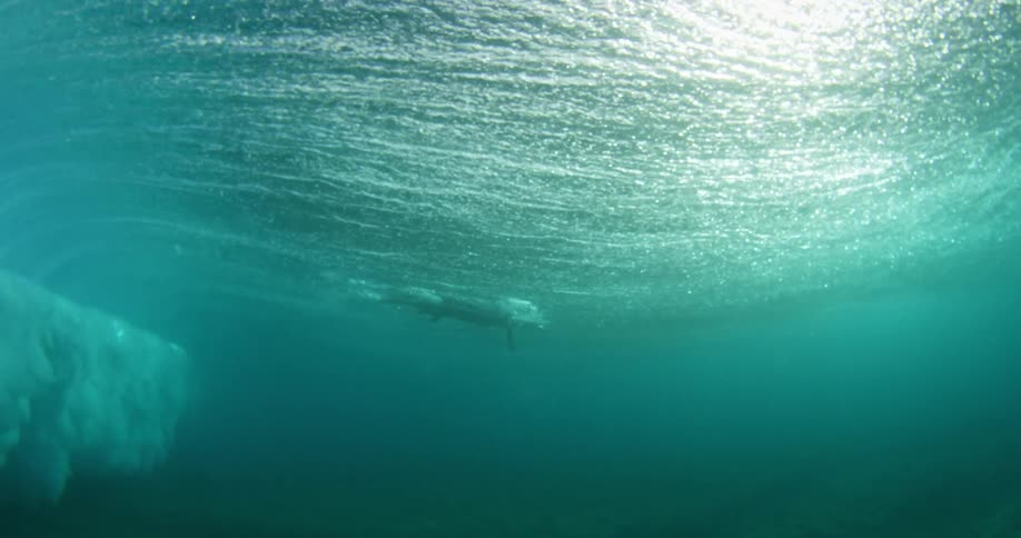 A diver swimming under water