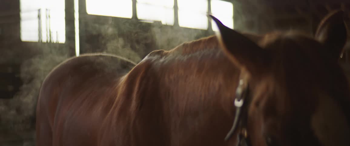 A close up view of a horse