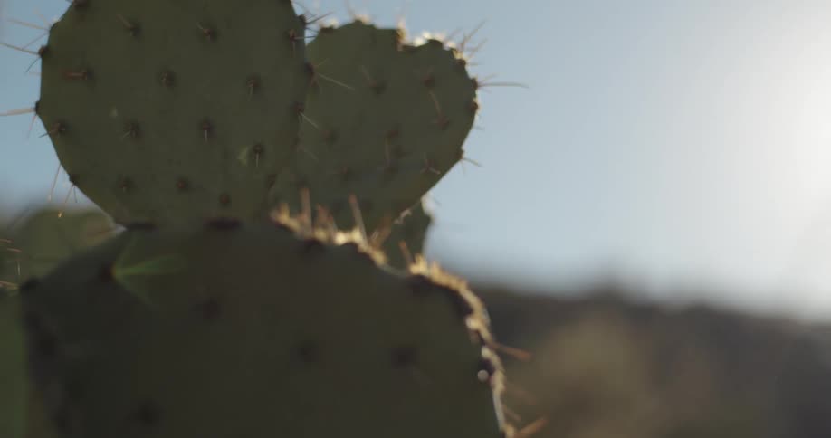 Needles dot cactus under sunny sky