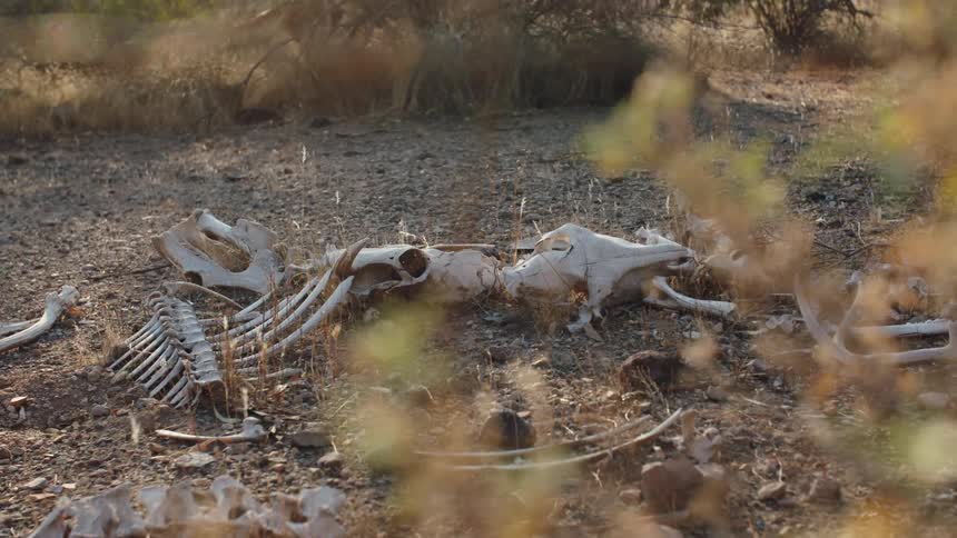 Animal skeleton bones in the woods